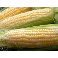 СЕМЕНА ЖЁЛТОЙ САХАРНОЙ КУКУРУЗЫ, 40 шт 