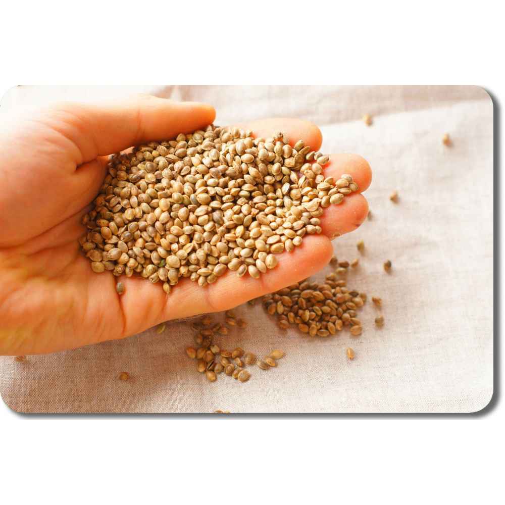 Конопляные семена с доставкой по москве курьером как снимать урожай марихуаны
