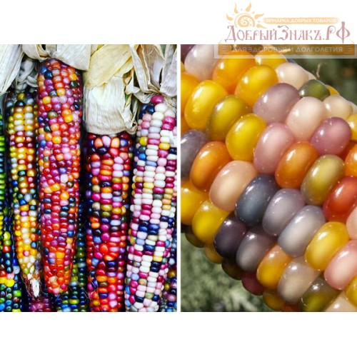 СЕМЕНА ЦВЕТНОЙ КУКУРУЗЫ, 20 шт